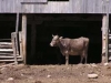 Standing in the barn